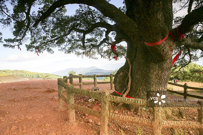 百年古树图片素材