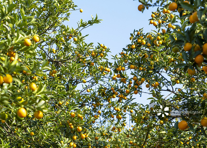 晴天下的金桔树图片素材