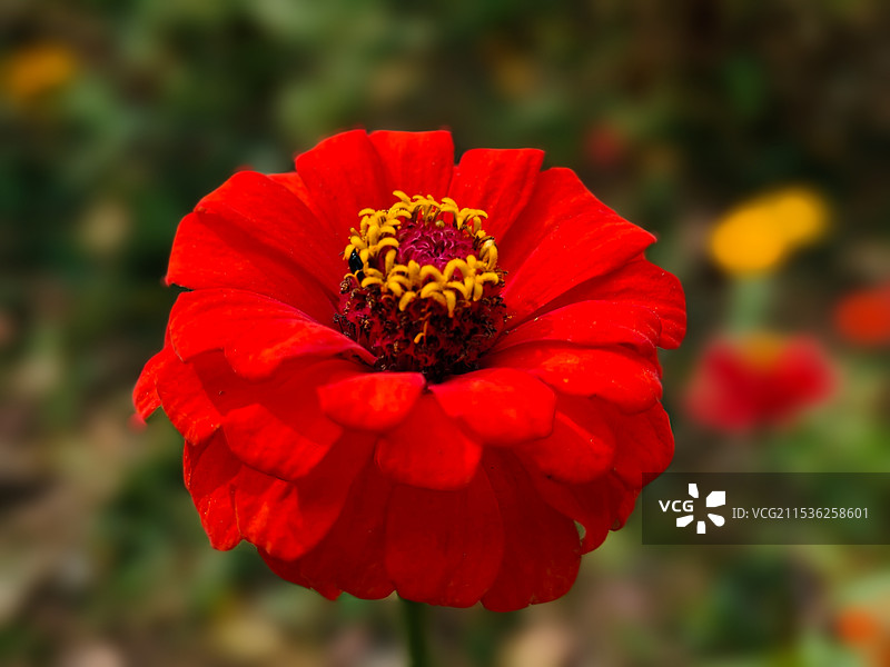 盛开的百日菊图片素材