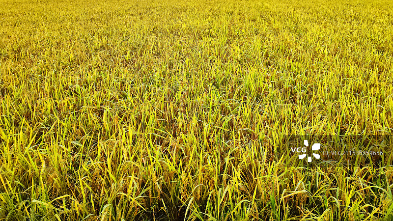 雨后成熟的稻田图片素材