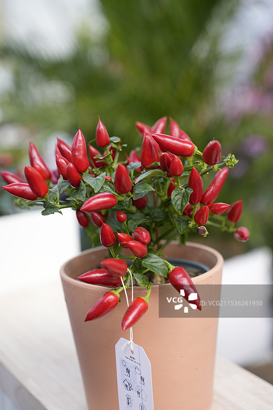 桌上盆栽辣椒植物特写镜头图片素材