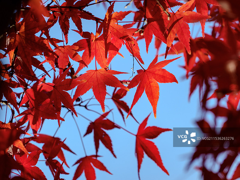 红枫图片素材
