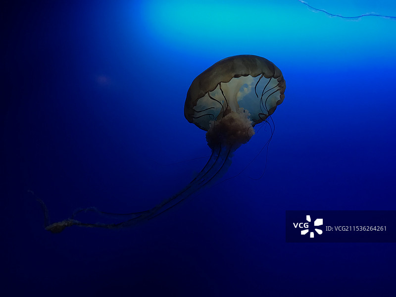 水母图片素材