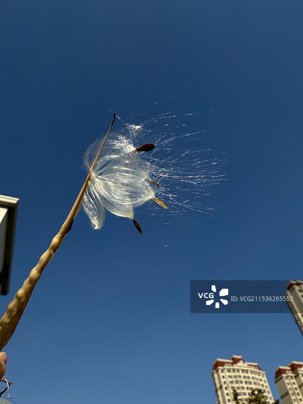 仰望视角看种子图片素材