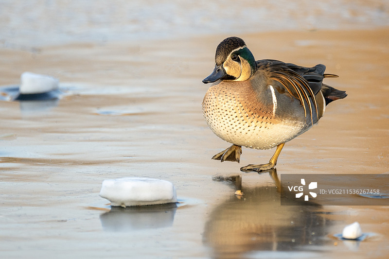 鸭子特写镜头图片素材