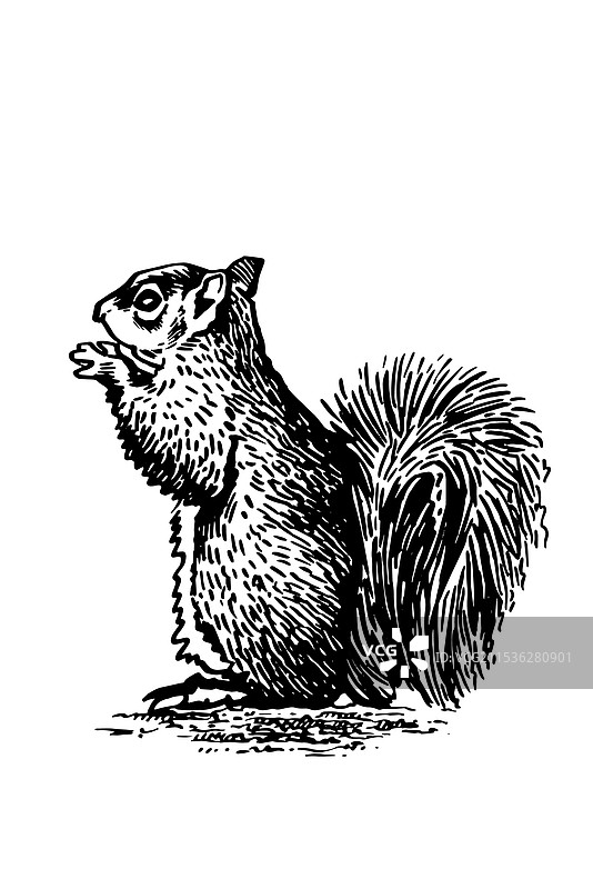 坐着的图形松鼠向左观看图片素材