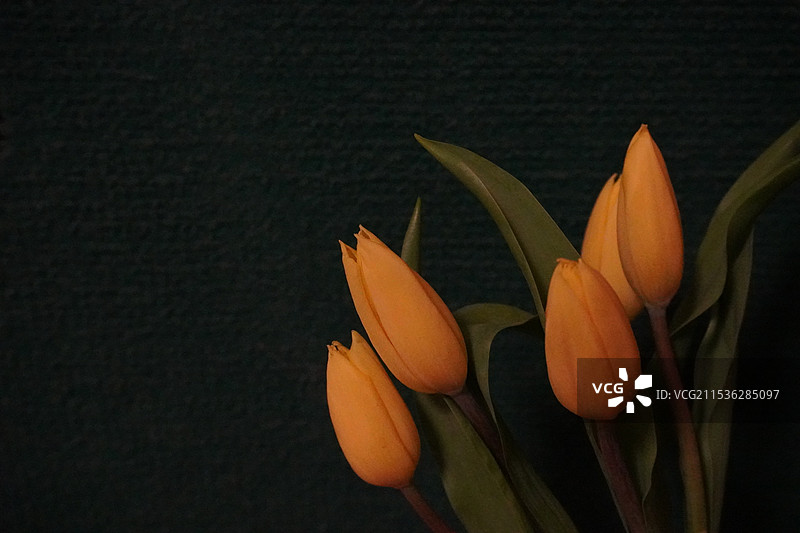 黑色背景下黄色郁金香的特写镜头图片素材
