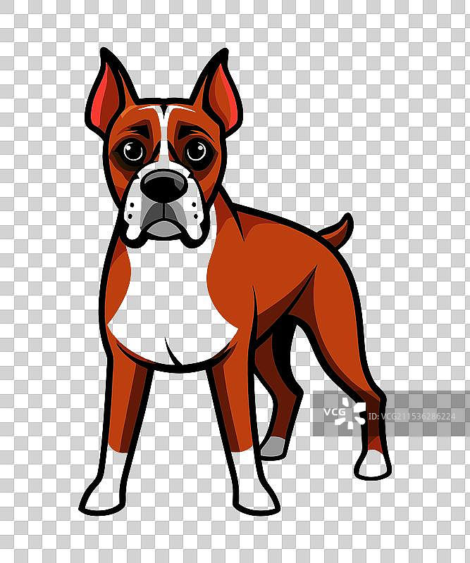 认识美国拳师犬图片素材