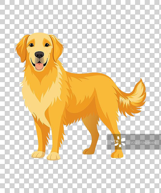 美国家庭的挚爱伴侣图片素材