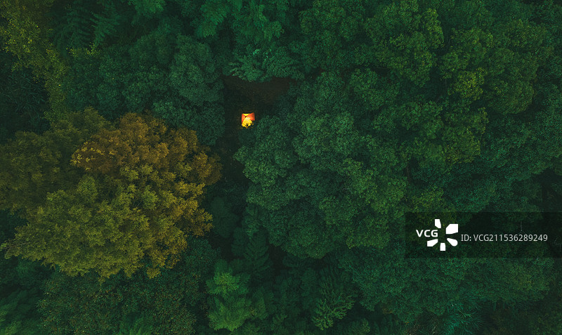 露在古树下图片素材