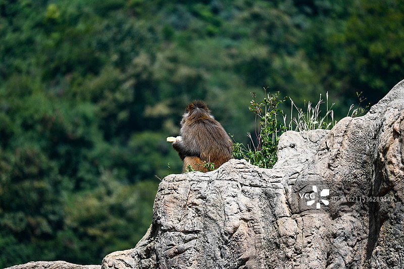 河南云台山·猕猴谷图片素材