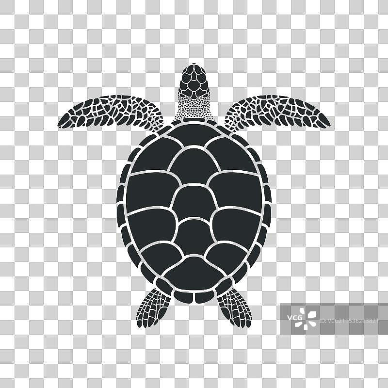 海龟图片素材
