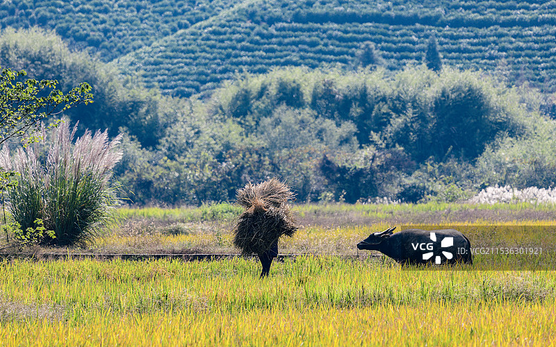 黄山市太平湖秋色图片素材