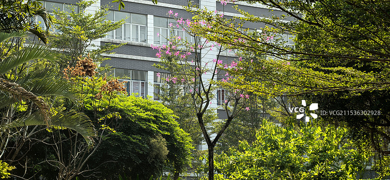 校园绿植图片素材