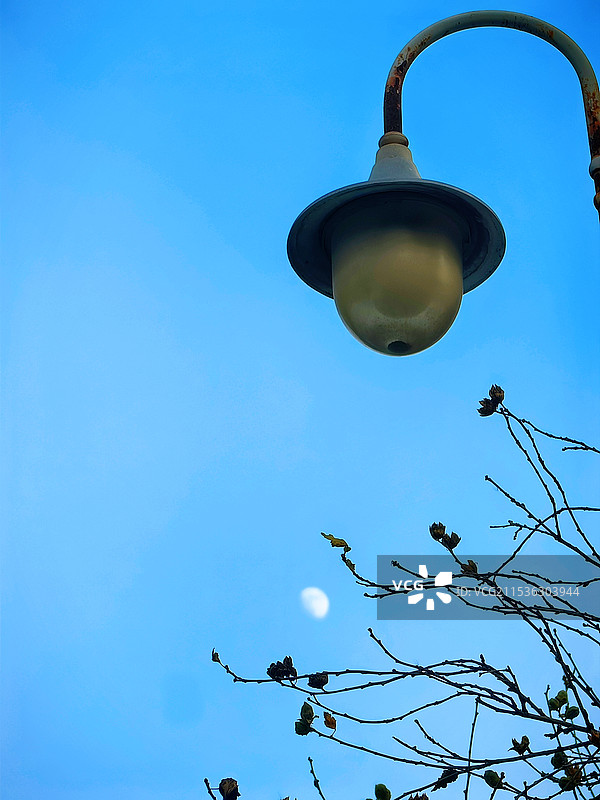 月上枝头图片素材