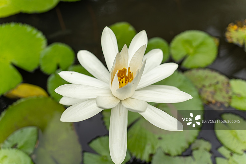 纯净白莲花图片素材