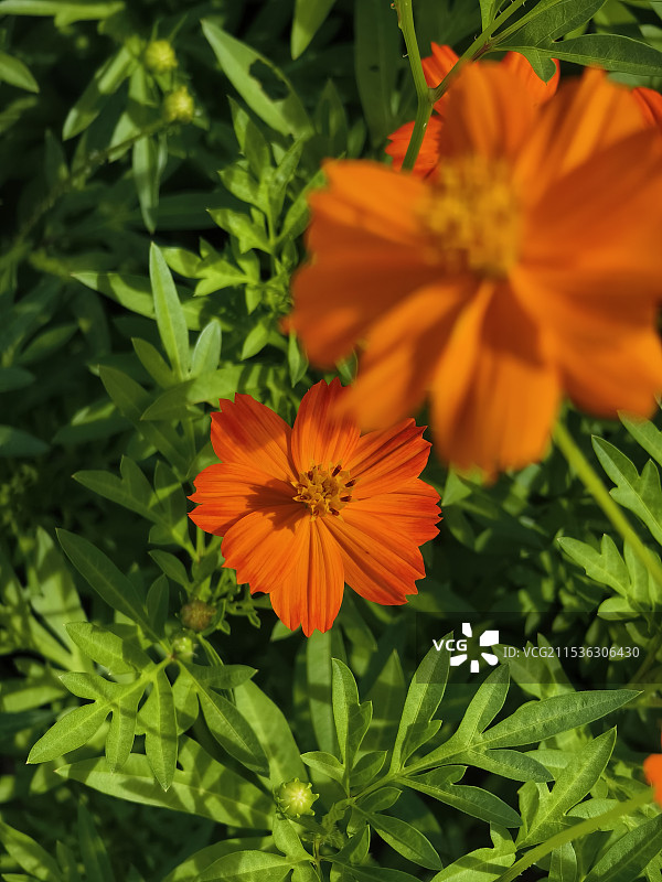 黄秋英图片素材