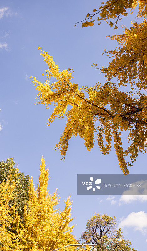 昆明文林银杏，城市浪漫之街。文林街的银杏，“碧云天 黄叶地”，浪漫无尽梦，是市民网红打卡，拍照观赏，图片素材