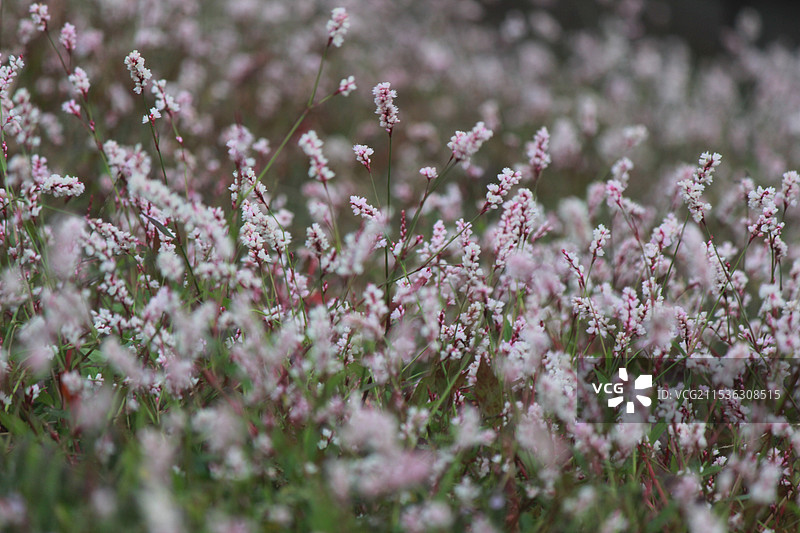 路边的野草：良渚遗址公园辣蓼草的特写镜头图片素材