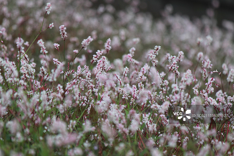 路边的野草：良渚遗址公园辣蓼草的特写镜头图片素材