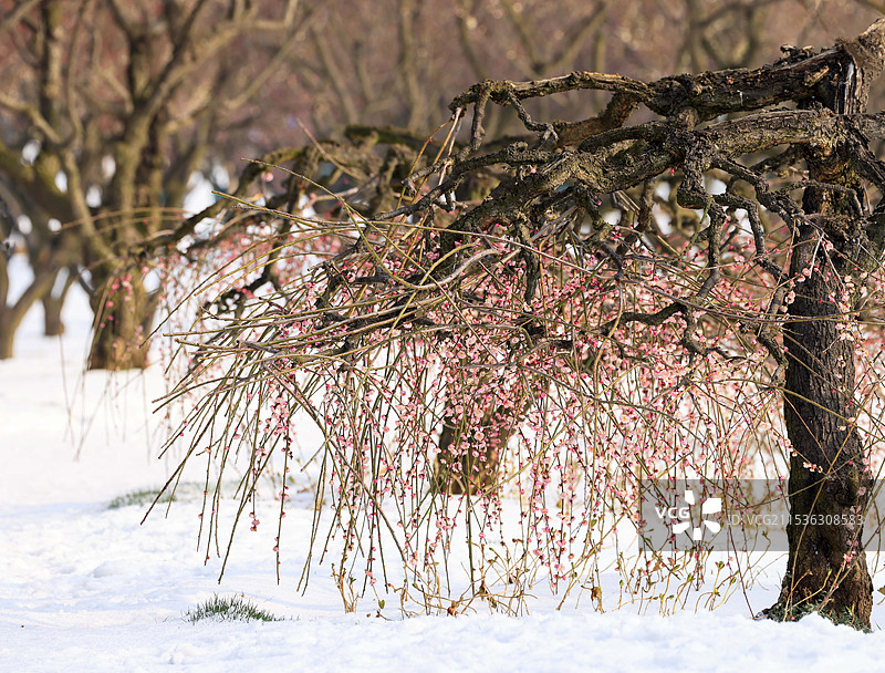 冰雪中的梅花树图片素材