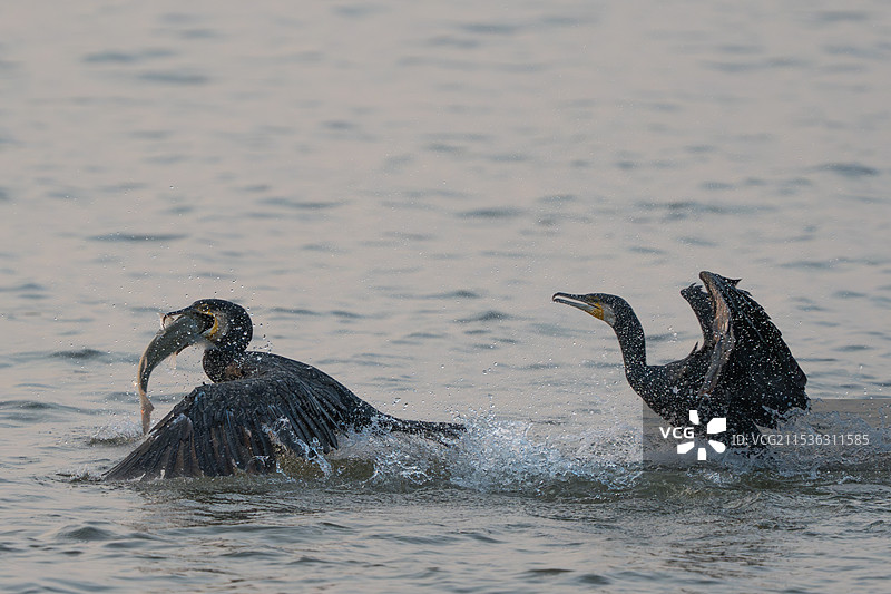 鸬鹚捕鱼图片素材