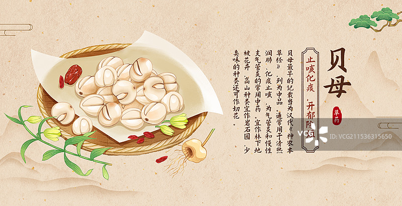 中国传统文化中医养生中草药药材医疗用品之贝母图片素材