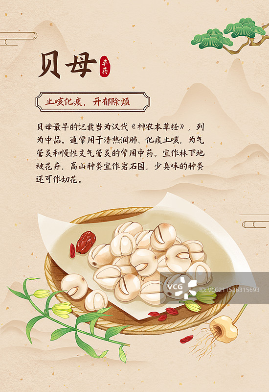 中国传统文化中医养生中草药药材医疗用品之贝母图片素材
