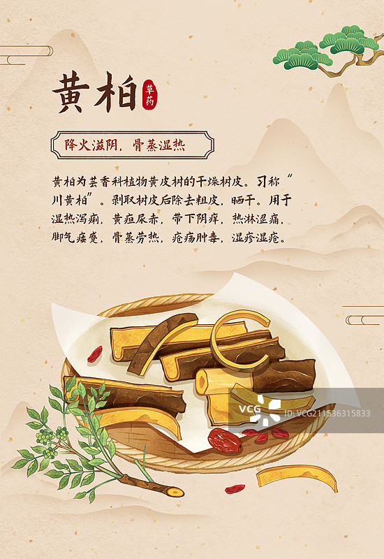 中国传统文化中医养生中草药药材医疗用品之黄柏图片素材