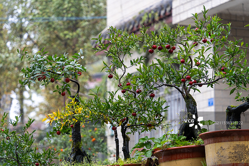 农家小院的盆栽盆景图片素材