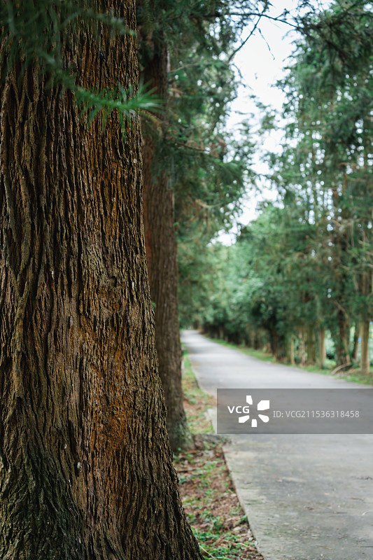 绿树成荫的道路图片素材