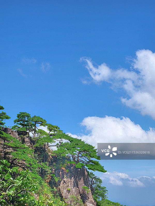 蓝天白云下安徽黄山的黄山松图片素材