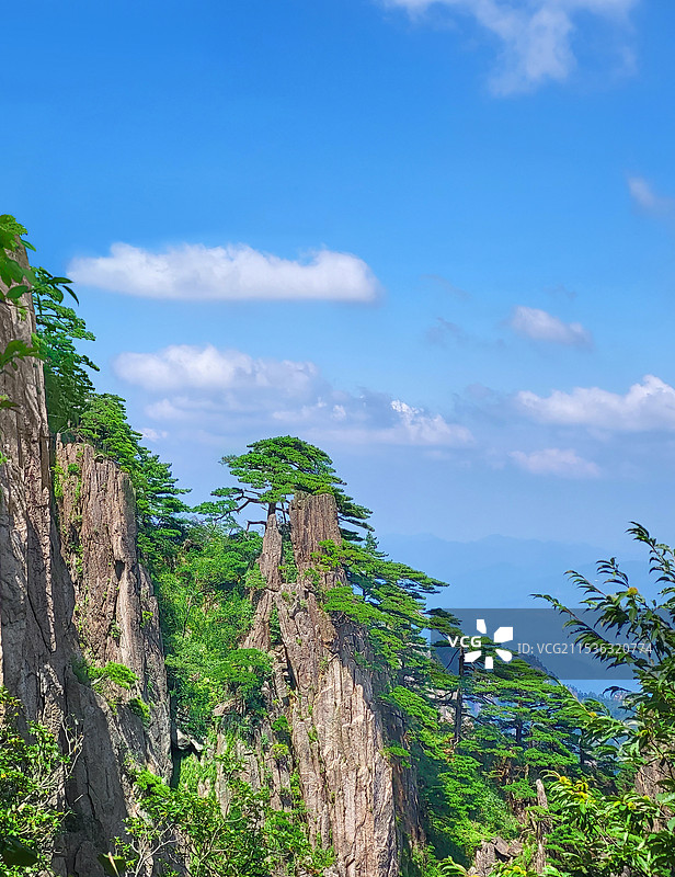 蓝天白云下安徽黄山的后山景区的峭壁青松图片素材