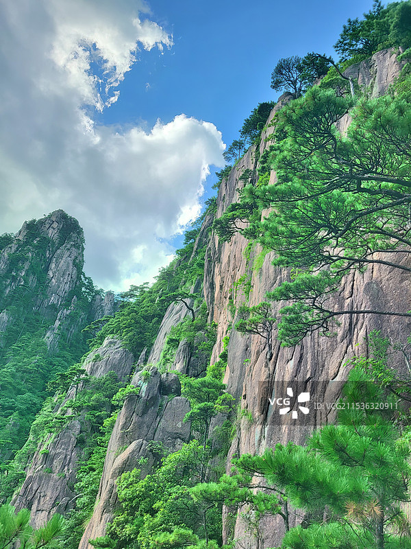 安徽黄山西海大峡谷内的峭壁青松图片素材