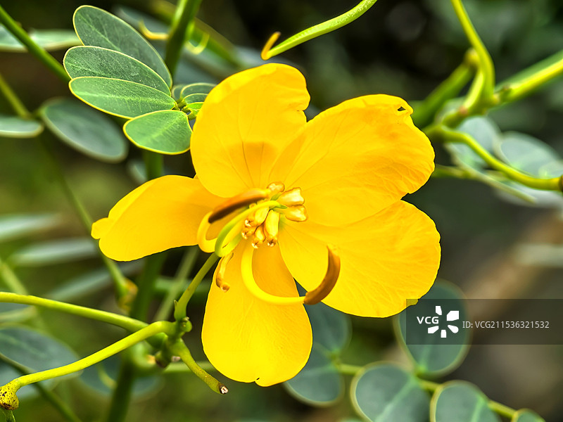 香港昂坪之花（2）图片素材