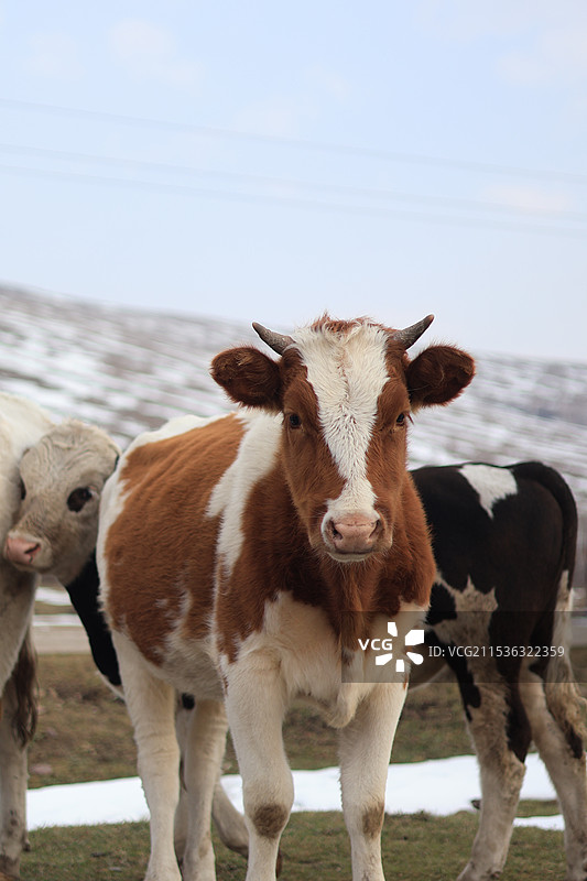 小牛犊图片素材
