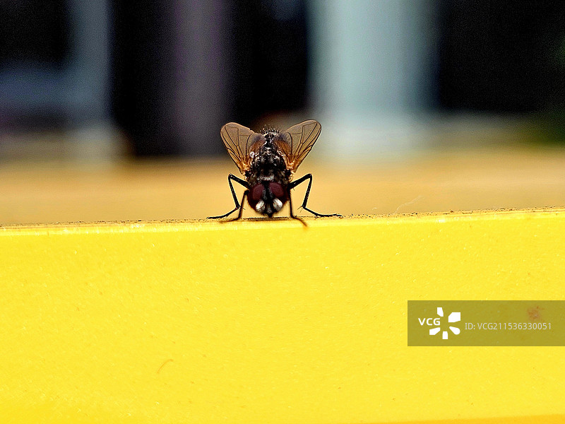 晒太阳的蝇图片素材