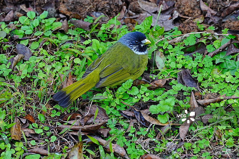 领雀嘴鹎图片素材