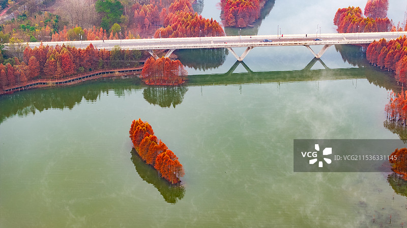 淮安市盱眙县天泉湖旅游度假区秋天落羽杉林图片素材