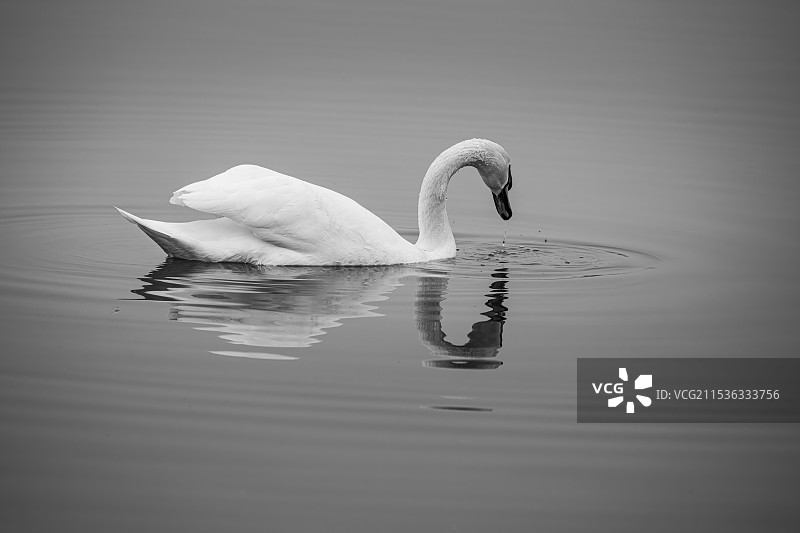 湖面的疣鼻天鹅图片素材