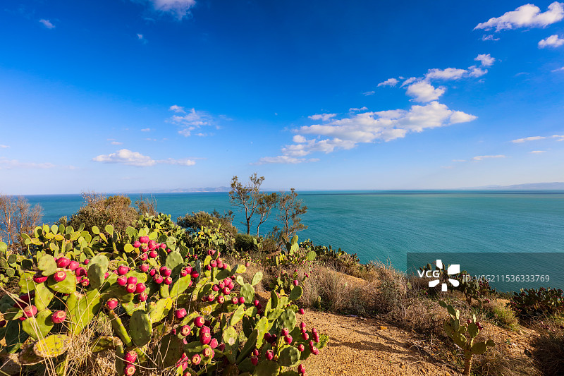 地中海旁的仙人掌图片素材