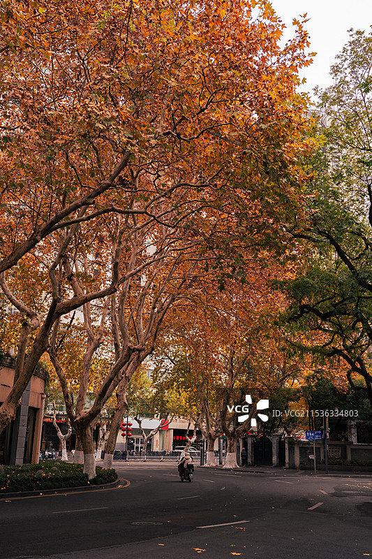 南京颐和路秋色图片素材