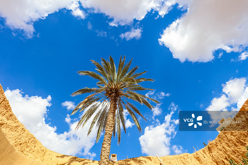 撒哈拉的棕榈树图片素材