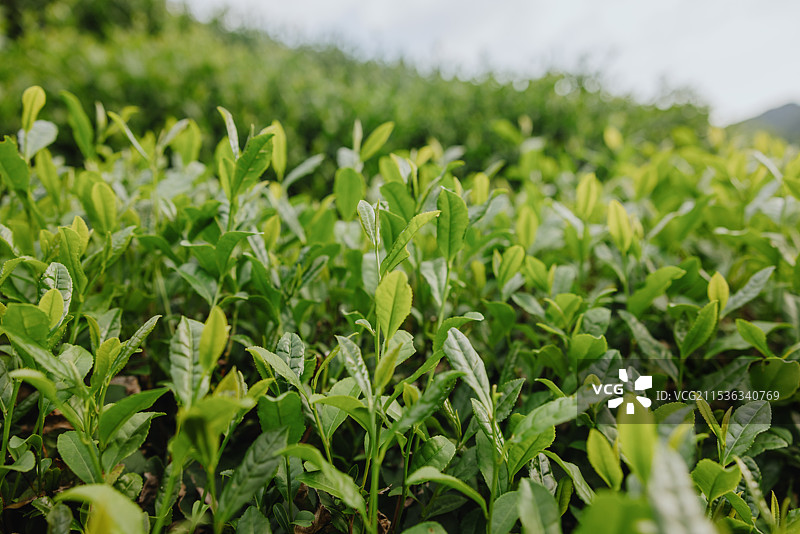 茶树嫩叶特写图片素材