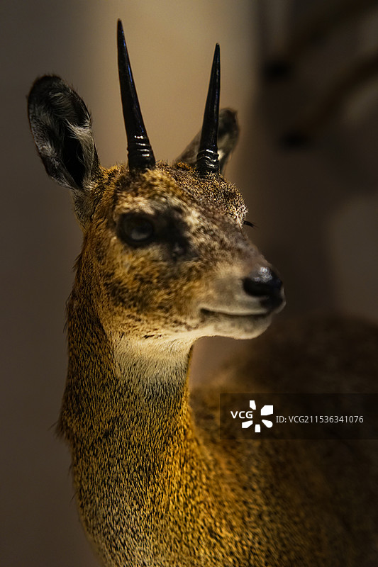 鹿头头像特写 成都博物馆动物特展图片素材