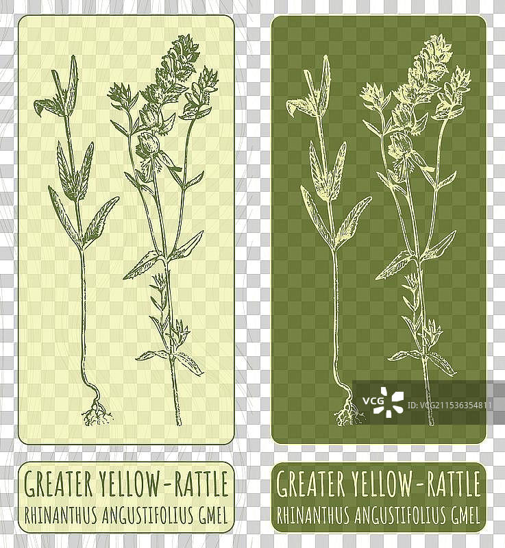 手绘的更大黄铃兰图画图片素材