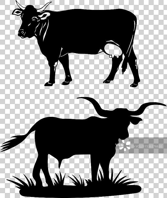 家养黑牛剪影图片素材