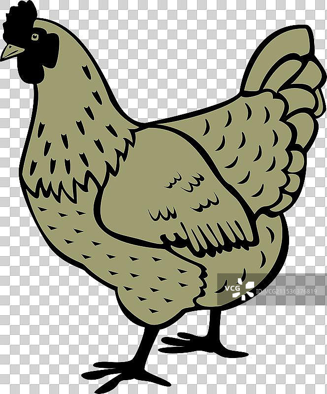 一只色彩斑斓的家禽母鸡图片素材