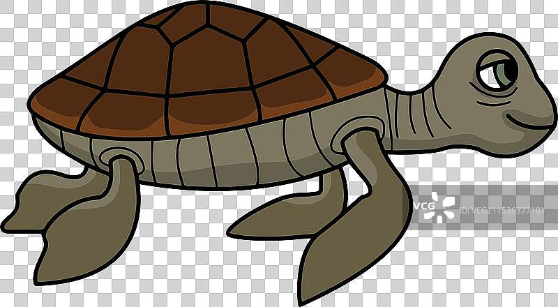 孤立的绿海龟图片素材
