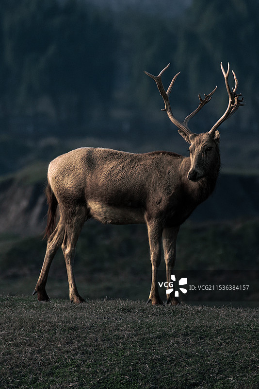 野鹿荡动物群像图片素材